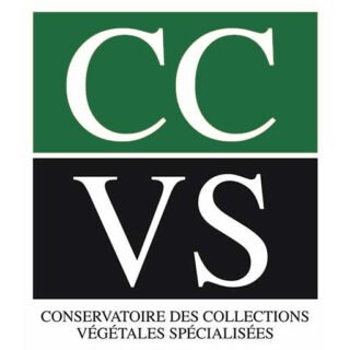 CCVS