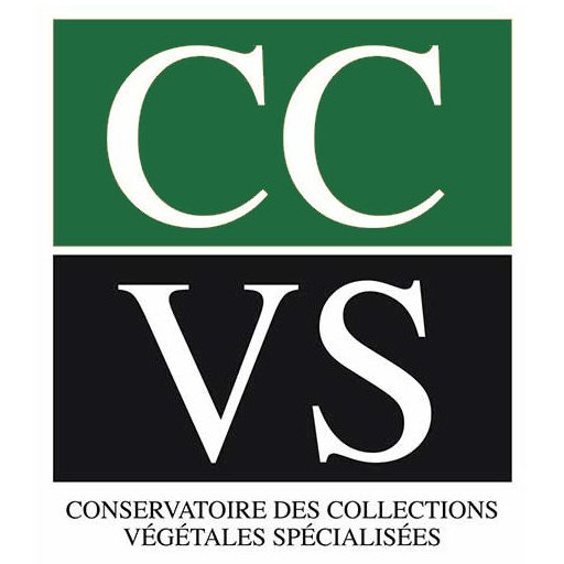 CCVS