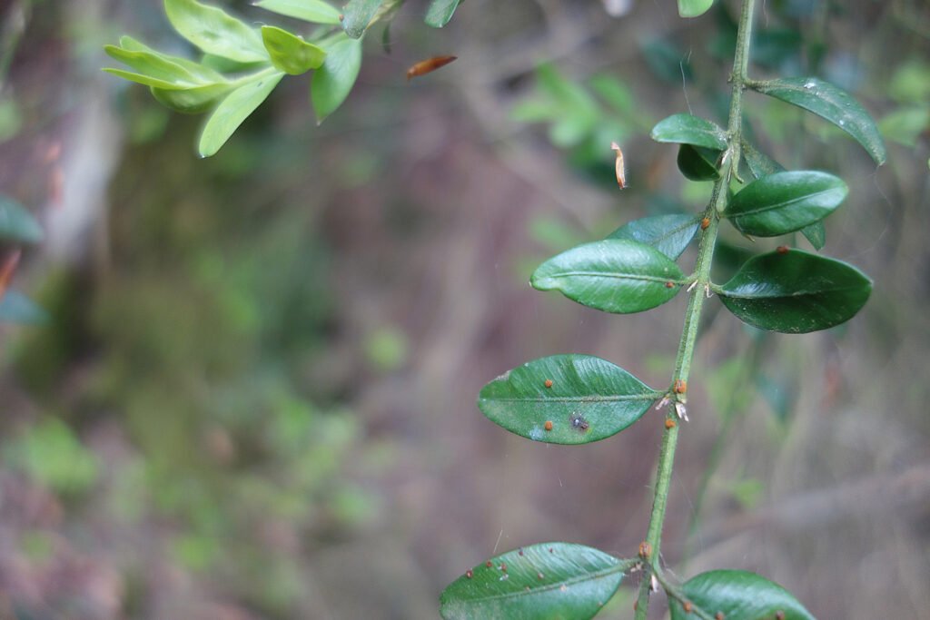 Puccinia buxi dans la buxaie de Rettel © CC BY-SA Jean.claude