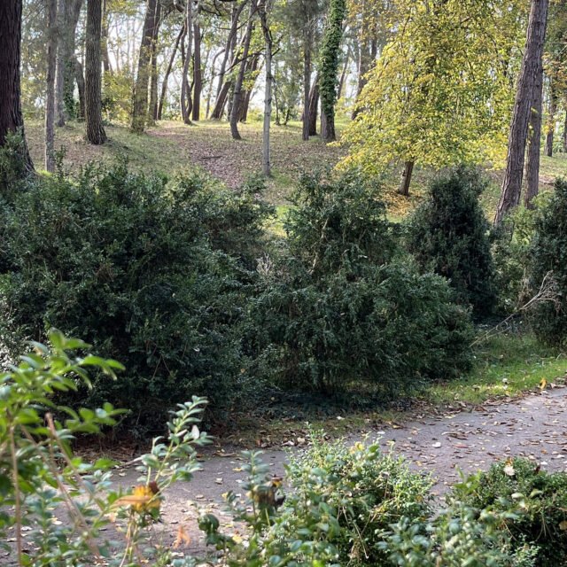 Collection Nationale de Buis CCVS - Parc des Pins - Le Touquet-Paris-Plage