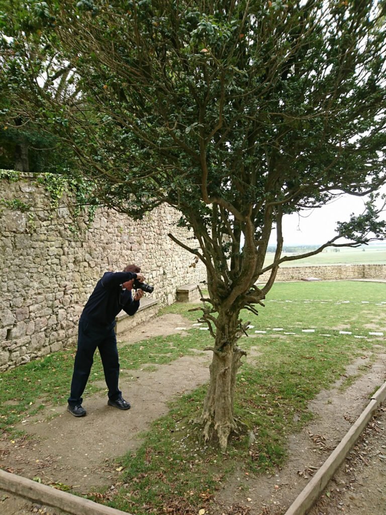 Lynn R. Batdorf : « Boxwooding at Mont St Michel »