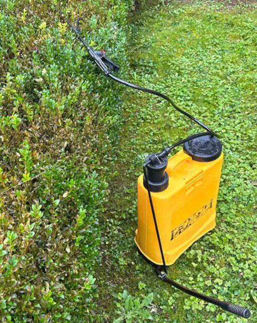 Calonectria (ex Cylindrocladium) : Le Retour