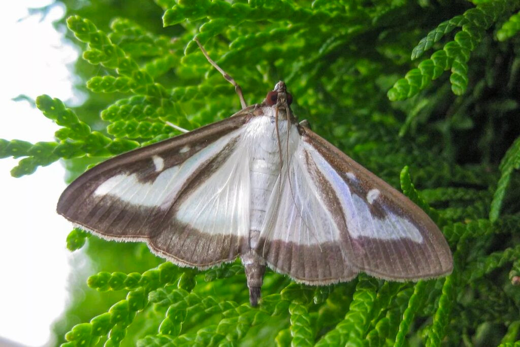 Pyrale du buis adulte