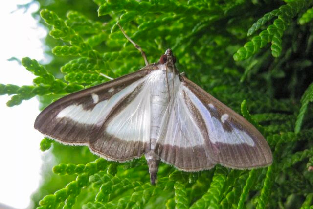 Maladies du buis: Interview de Patrick Salembier