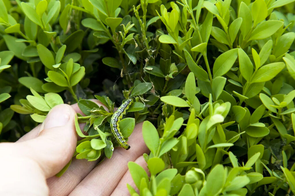 Buis attaqué par une chenille de pyrale ©emmanuel didier/kazy-Fotolia