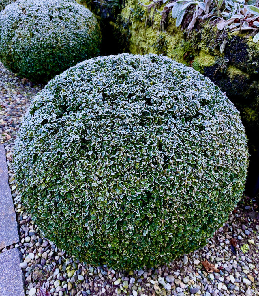 Il giardino di Poggio Castello – Monguzzo