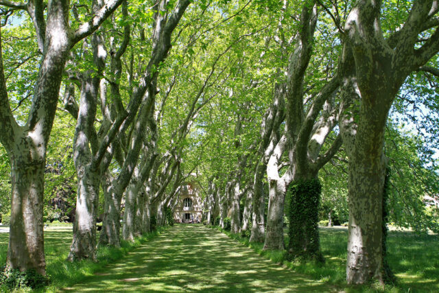 Immersion en Pays Cathare