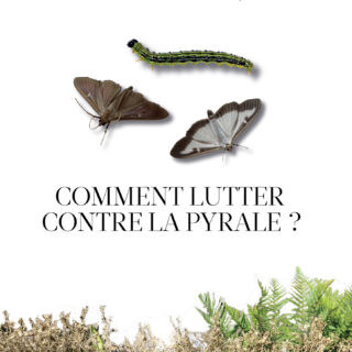 Brochure « Comment lutter contre la Pyrale ? »